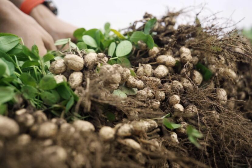 BMW-BBA Plant in China isn’t only making cars, it’s also making peanuts