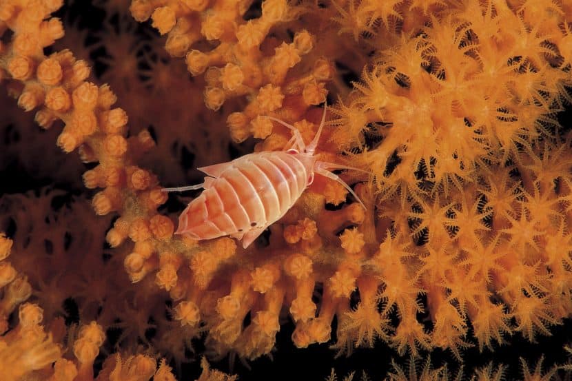 BMW Vows to Rule Out Deep-Sea Mined Metals as a Precaution