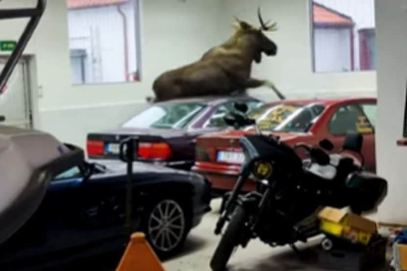 Moose On The Loose Damages Two BMW 8 Series E31s: Video
